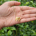 Golden Ray Bar Necklace
